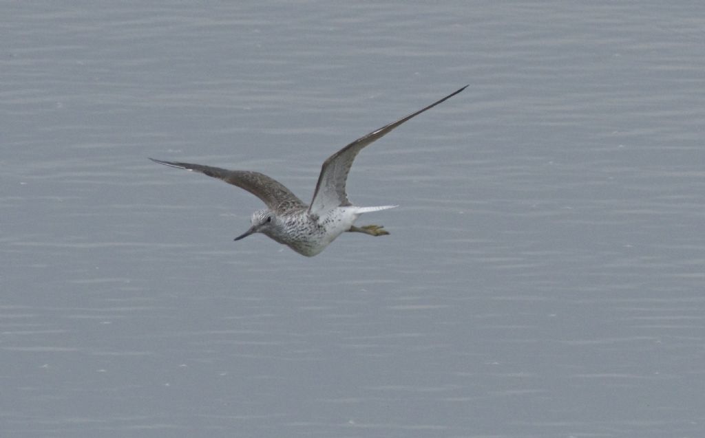 Help identificazione ...: Pantana  (Tringa nebularia)